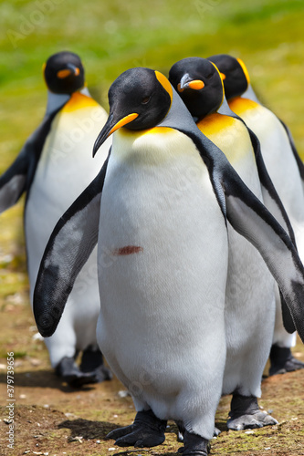 King Penguins Lined Up at Volunteer Point, Falkland Islands