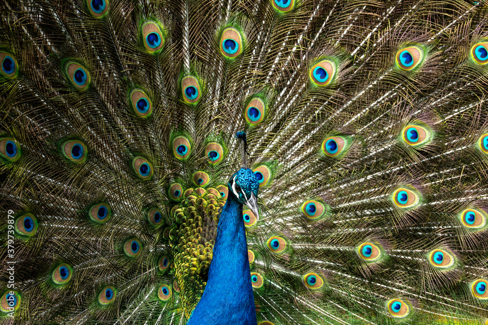 Obraz premium Male peacock bird, Pavo cristatus, squarking with full display tail feathers