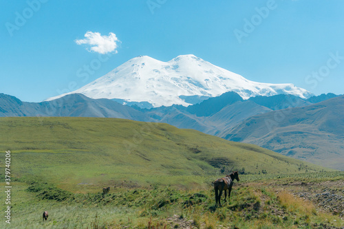 Wild horse near the highest peak in Europe  mount Elbrus with green hills on a Sunny summer day.