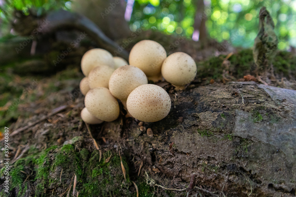 Apioperdon pyriforme commonly known as the pear-shaped puffball Apioperdon pyriforme commonly known as the pear-shaped puffball