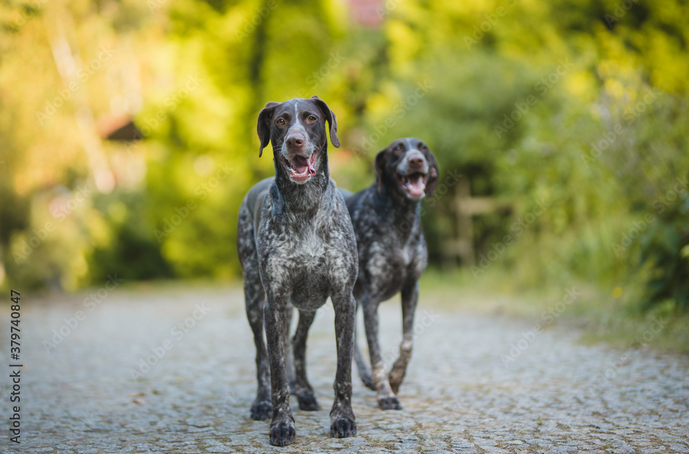 German pointer portrait on a sunnyy weather German pointer portrait on a sunnyy weather
