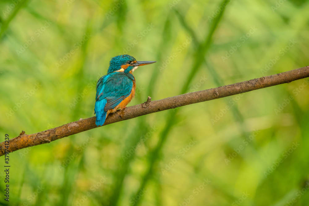 Obraz premium Kingfisher on branch