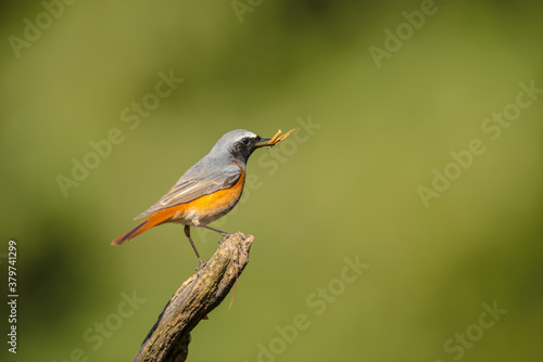 Common redstart on branch with insect in beak
