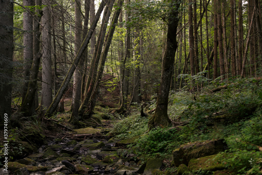 Obraz premium Der Wald