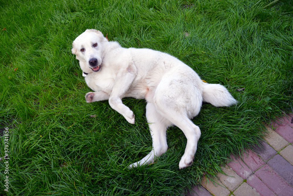 Disabled dog without one paw, lying on the green grass. The Central Asian shepherd from the shelter lives in a loving family and enjoys life. Disabled dog without one paw, lying on the green grass. The Central Asian shepherd from the shelter lives in a loving family and enjoys life.