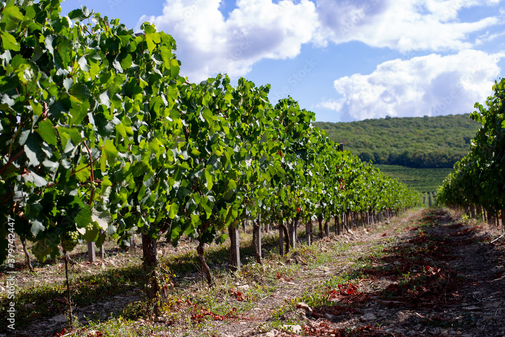 vineyard in the foothills