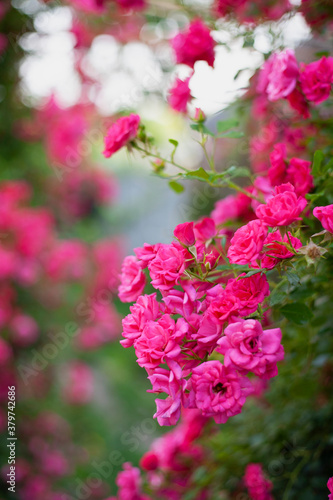 Fototapeta Naklejka Na Ścianę i Meble -  Beautiful flowers pink roses on the sun