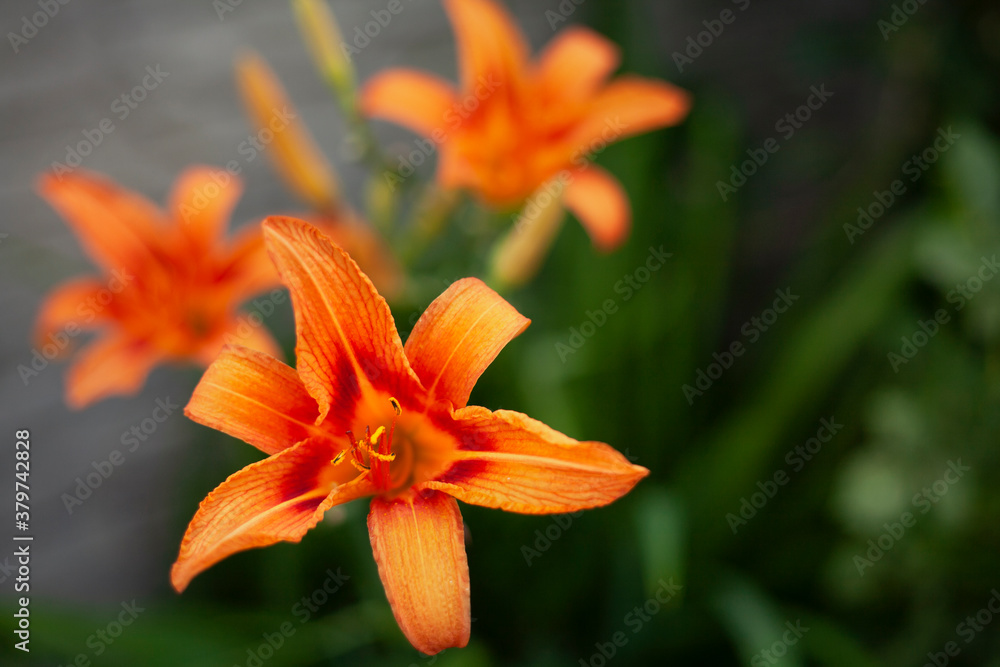 Beautiful exotic flower on green blur background Beautiful exotic flower on green blur background