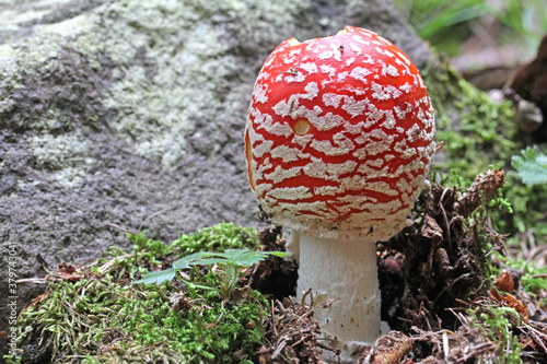 il fungo delle favole (Amanita muscaria) photo