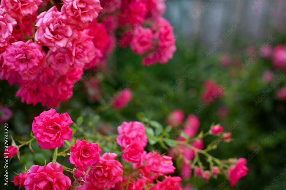Beautiful flowers pink roses on the sun Beautiful flowers pink roses on the sun