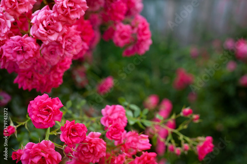 Beautiful flowers pink roses on the sun