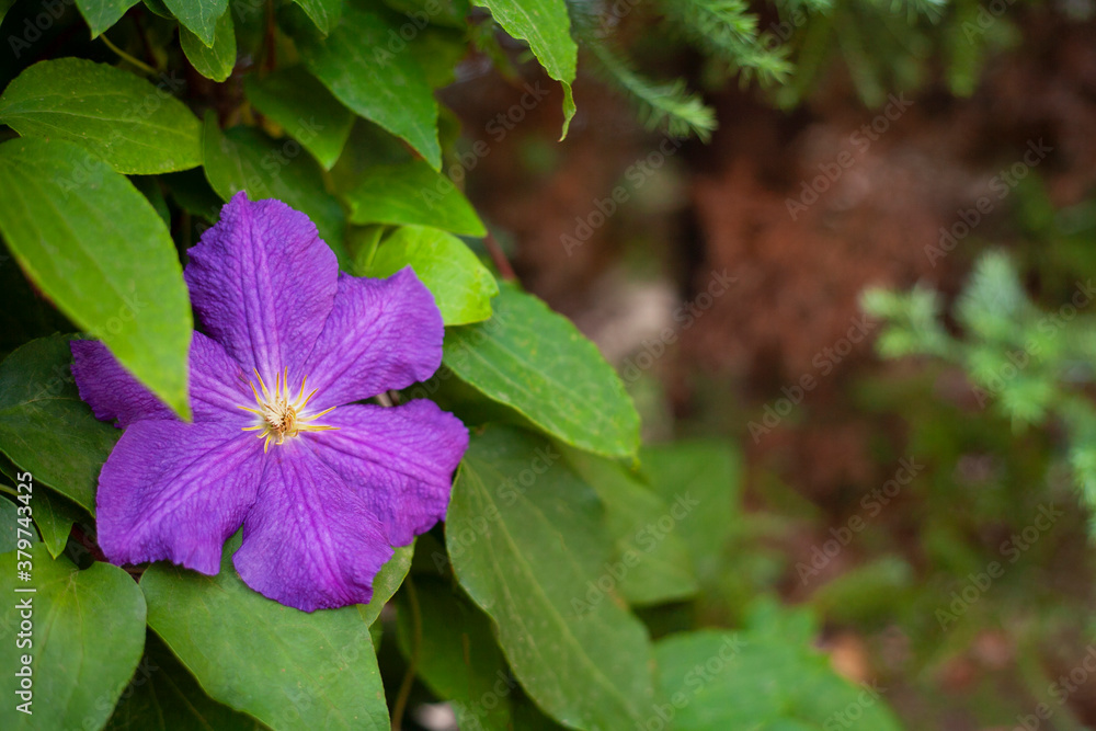 Beautiful single flower on green blur background Beautiful single flower on green blur background