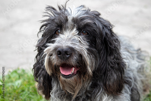 English Cocker Spaniel, sitting in front of white background
