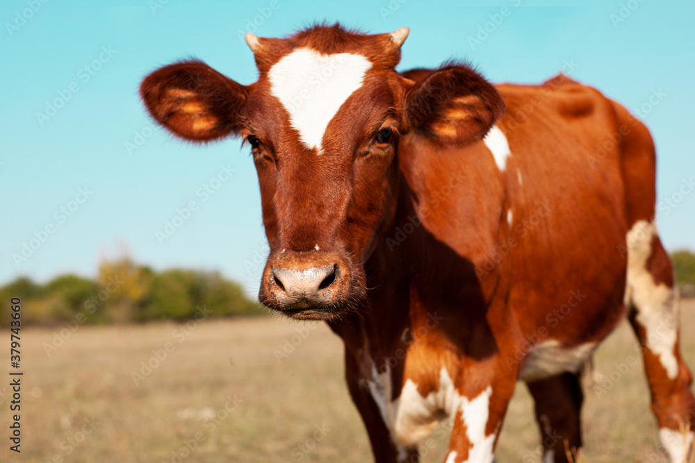 Red cow grazing in the meadow. Close-up of the muzzle of a cow. Bull, calf, livestock. Symbol of 2021. Summer concept.