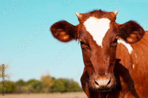 Red cow grazing in the meadow. Close-up of the muzzle of a cow. Bull, calf, livestock. Symbol of 2021. Summer concept. © ritiniya