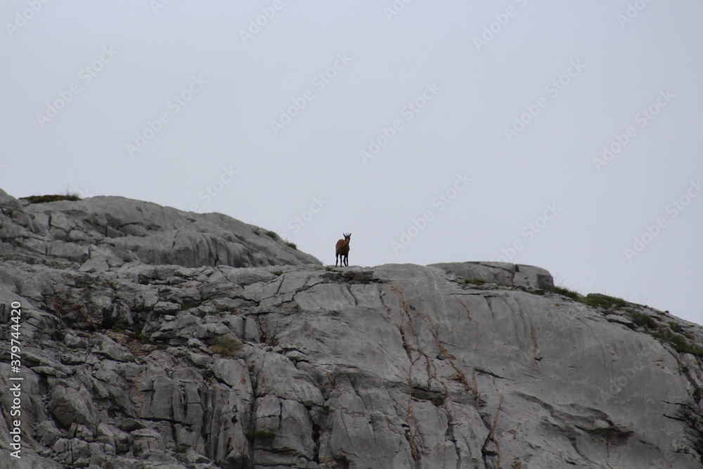 A chamois watches from the edge of the mountain