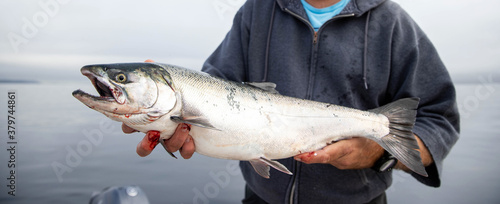 Man holds fresh caught wild Coho Salmon fish photo