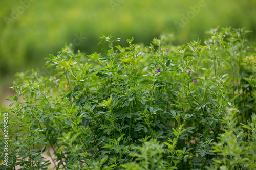 Alfalfa, Medicago sativa, also called lucerne, is a perennial flowering plant in the pea family.