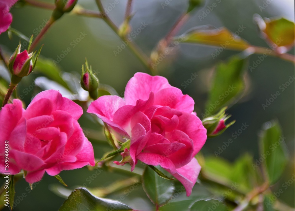 pink rose bush