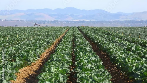 OIl pumpjacks share agricultural fields with crops near Santa Maria, California.