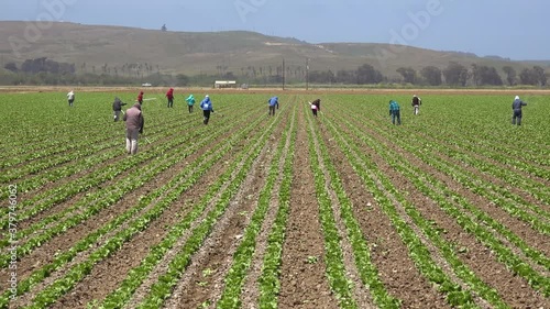 Migrant Mexican and hispanic farm workers labor in agricultural fields picking crops vegetables suggests immigration and hard work.