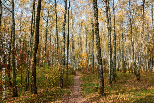 Birch forest in the morning in autumn.