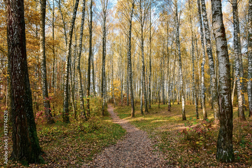 Birch forest in the morning in autumn. © kyrychukvitaliy