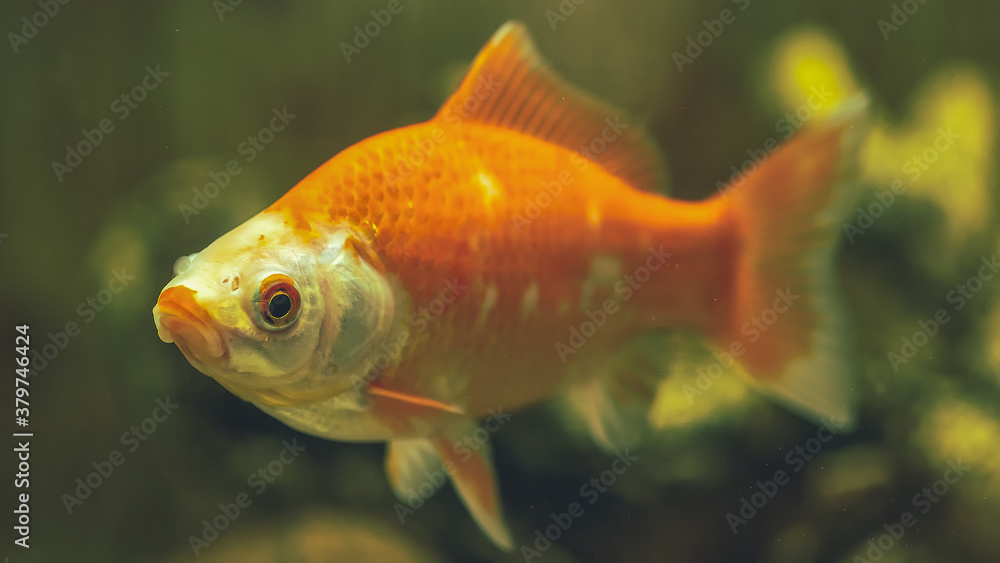 Aquarium fish Comet close-up. Selective focus. Aquarium fish Comet close-up. Selective focus.