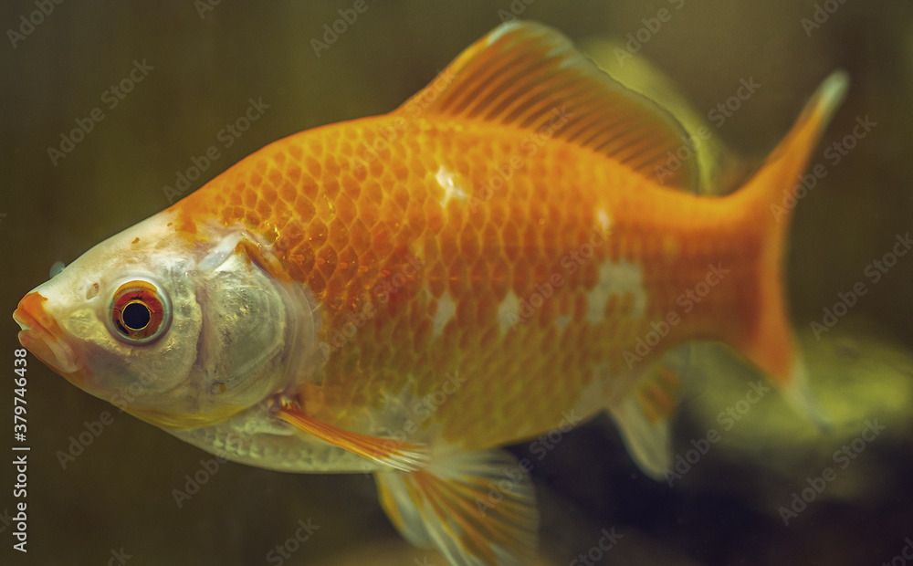 Aquarium fish Comet close-up. Selective focus. Aquarium fish Comet close-up. Selective focus.