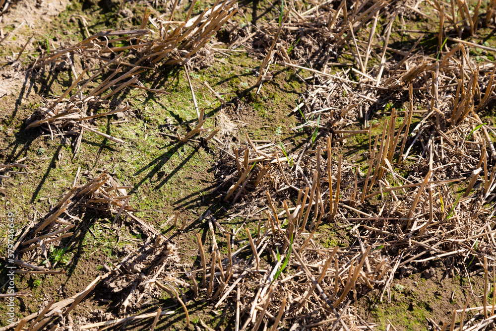 flelds after the harvest. Dry soil, Drought. daylight flelds after the harvest. Dry soil, Drought. daylight