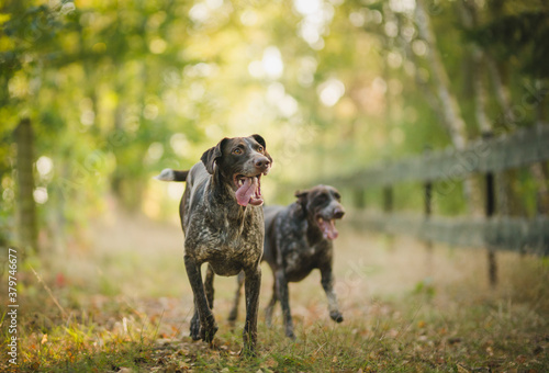 happy german pointer running  on a sunny day photo