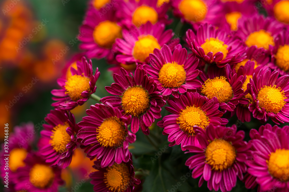 Fototapeta premium Purple chrysanthemums with a yellow center close-up on a blurred background of the garden. Autumn flower background. Colorful design. Flowers in selective focus.