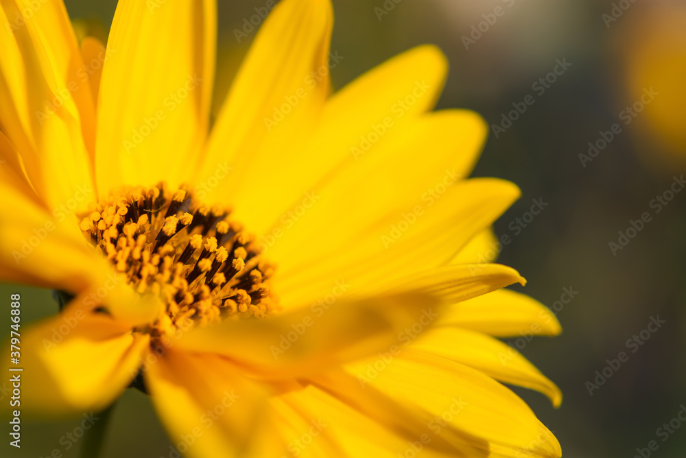 Yellow Jerusalem artichoke flowers on a blurred background. Beautiful summer background. Sunny bright flower in soft focus. Plant of youth. The horizontal composition. Yellow Jerusalem artichoke flowers on a blurred background. Beautiful summer background. Sunny bright flower in soft focus. Plant of youth. The horizontal composition.