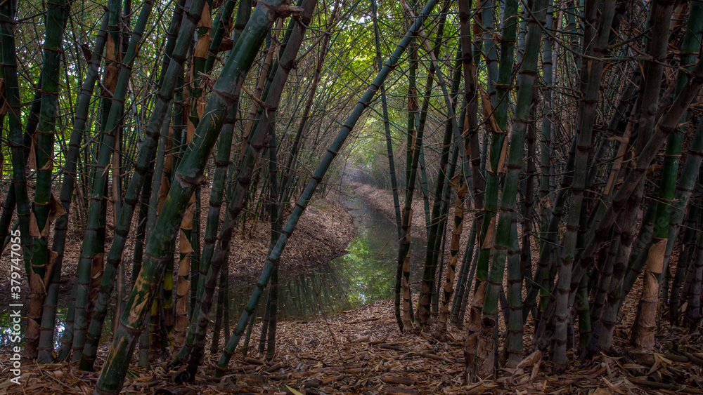 Fototapeta premium forest in the morning