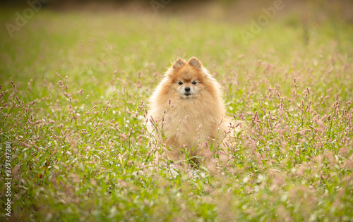 pomeranian dog in the herbs