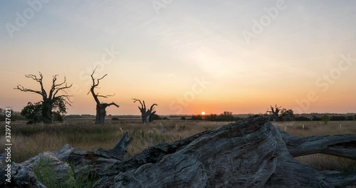 The petrified oaks of Mundon, Essex sunrise time lapse video 4k  photo