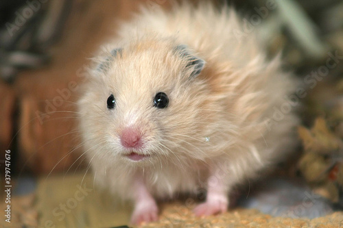 portrait of a beige syrian hamster who is looking for someone