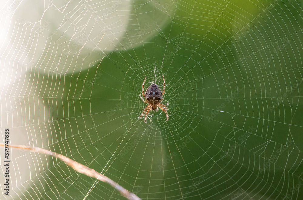 Garden Spider