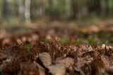 Autumn forest with moss and fallen leaves in the foreground, background with bokeh effect.
