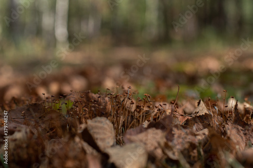 Autumn forest with moss and fallen leaves in the foreground  background with bokeh effect.