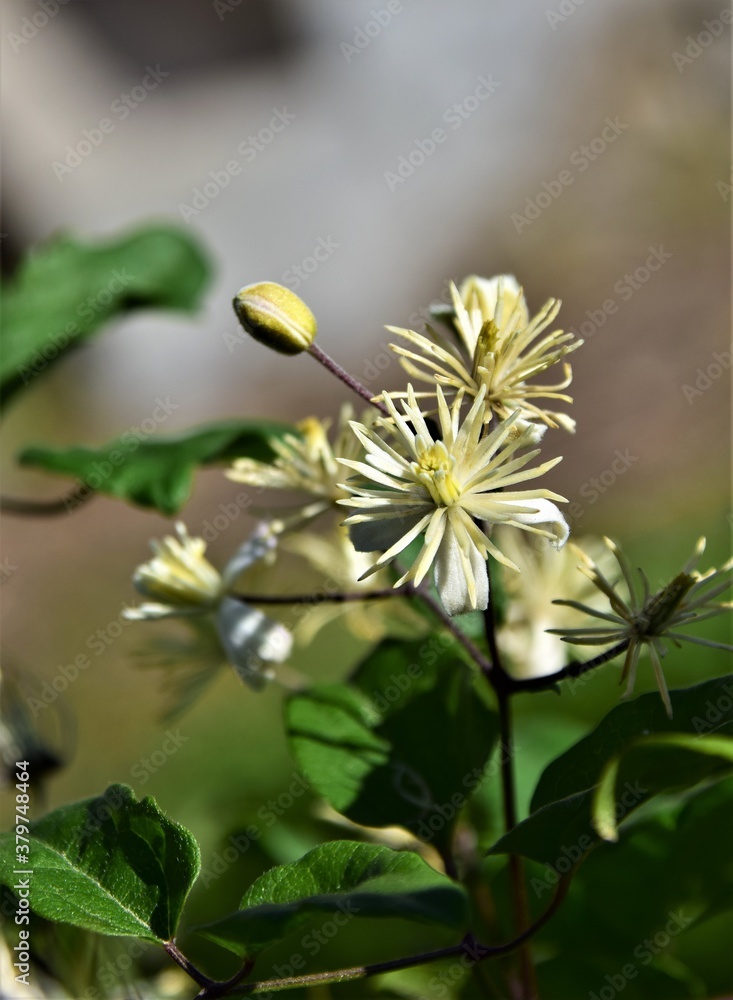Fototapeta premium bee on a flower