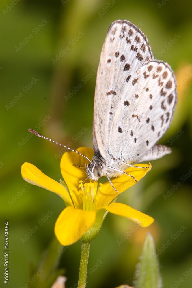 Fototapeta premium ヤマトシジミとカタバミの花 前から撮影