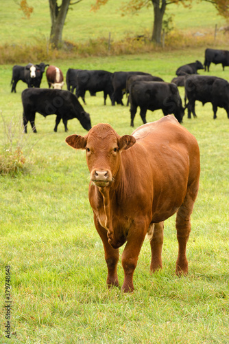 Brown care with a herd of black cows in the background in a meadow.