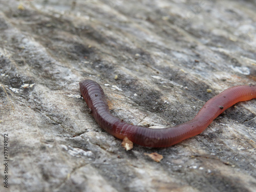 red earthworm isolated on a tree background