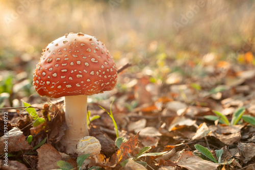 Amanita. Poisonous mushroom in the forest.