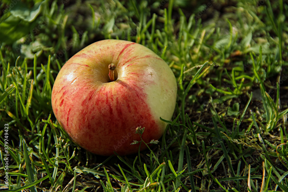 Fresh red apple laying on green grass in a garden Fresh red apple laying on green grass in a garden