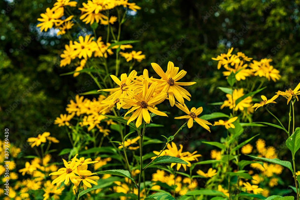 Fototapeta yellow flowers in the garden