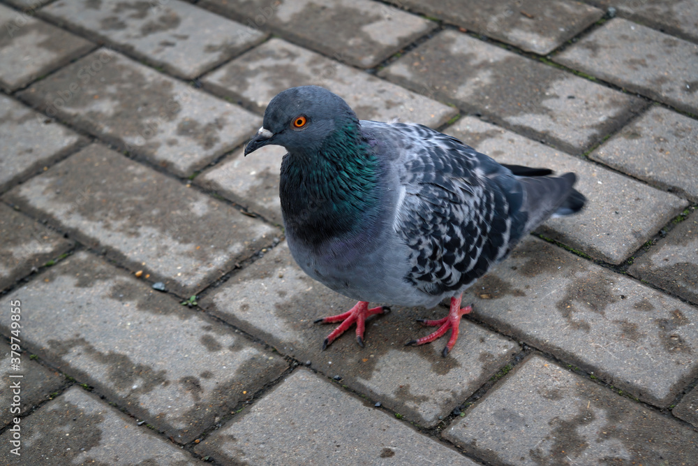 Obraz premium Pigeon walking on a paved path in the park. City bird pigeon walking along the gray paving slab.