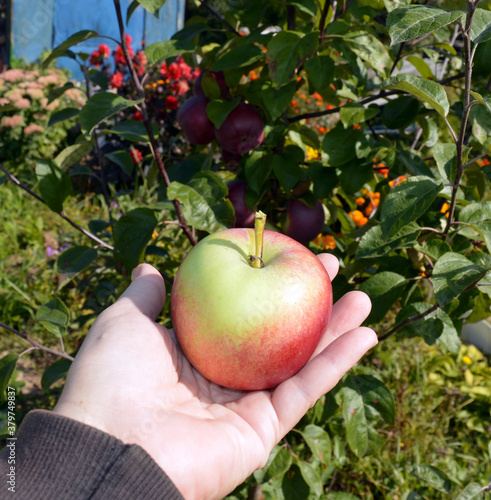ripe red apples ripened in the garden for a healthy fortified diet