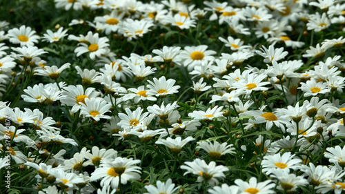 Natural background. White flower. Daisies.  © Marek
